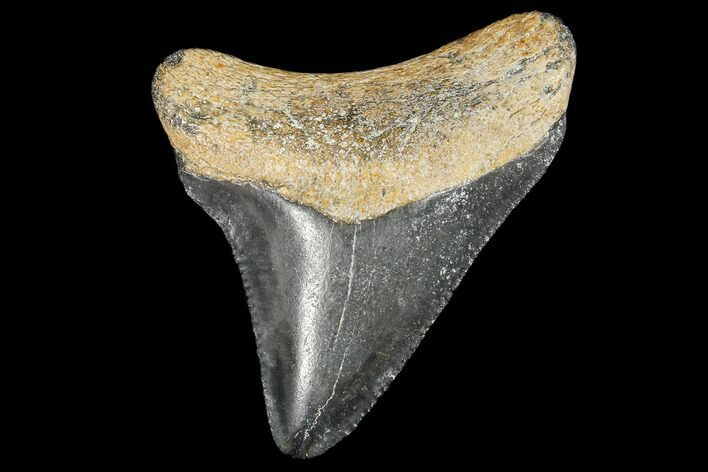 Fossil Megalodon Tooth - Florida #103359